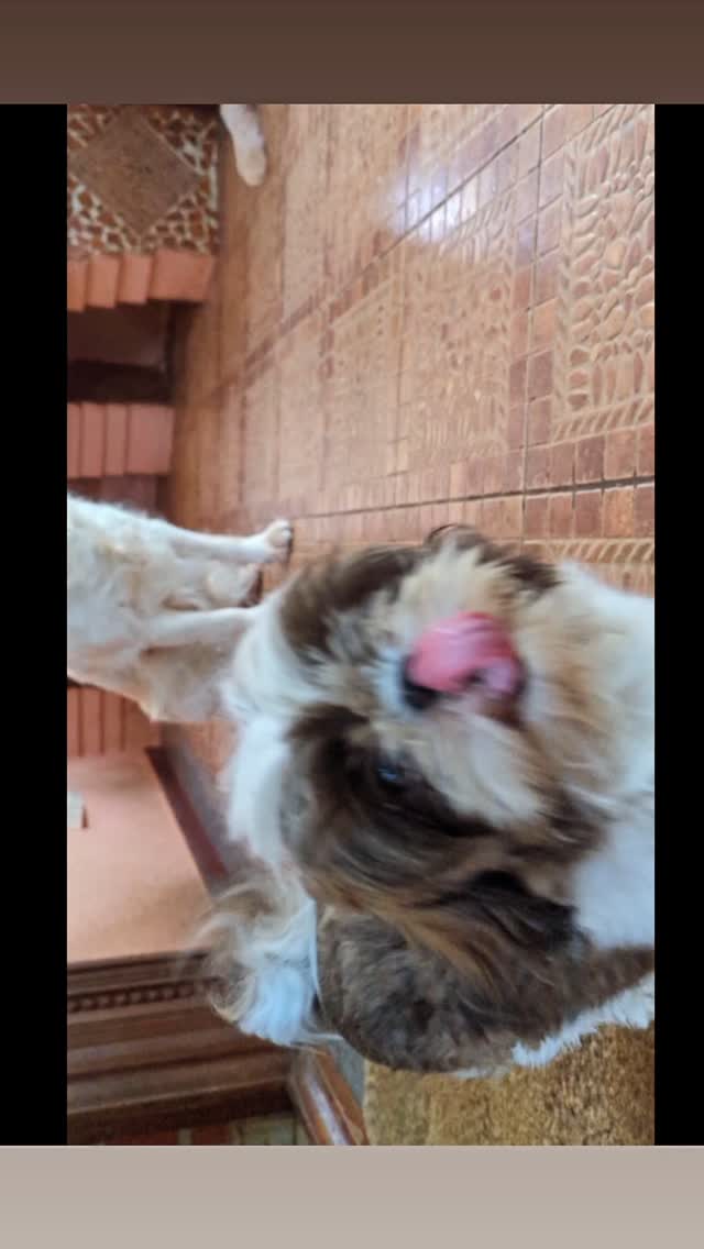 MiCasa 93
A haven of peace, a blissful retreat,
Where worries dissolve and troubles retreat.
A place to just be, without a care,
To play and to live, carefree, yet aware.
Sleep like a baby, soundly and deep,
No worries to trouble, no fears to keep.
Hugs and cuddles, always at hand,
A comforting touch, a loving command.
A personal refuge, a hideaway sweet,
A place to escape, a peaceful retreat.
MiCasa 93, a treasure so rare,
A sanctuary of love and care.
#community #conversations #serendipity #connections #happyplace #airbnb #livehere #livemoremagic Say No to #loneliness & #travel fatigue. #worktravel