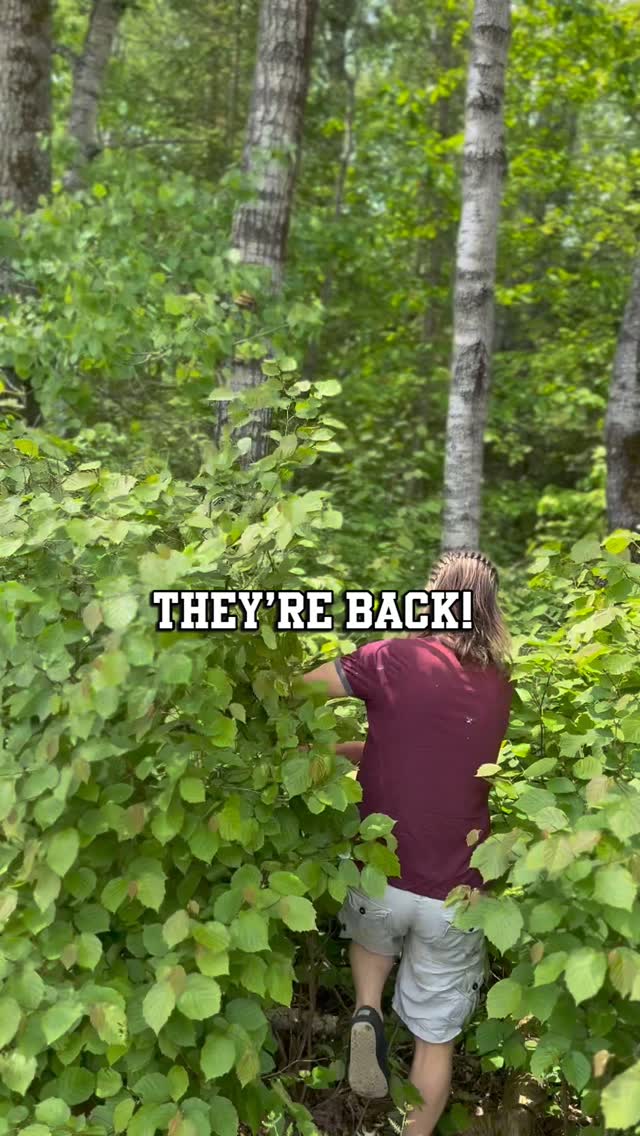 Wild oyster mushrooms, also known as Pleurotus ostreatus.
🍄 Powers: High in protein, rich in fiber, low in calories. Awesome source of vitamins and minerals. They also contain beta-glucans, which can help stimulate the immune system.
They have antioxidant properties, which can help protect against cell damage and oxidative stress & Anti-inflammatory properties.
🍄 Locations: Oyster mushrooms grow on trees, stumps, and decaying wood. They’re a type of saprotrophic fungus, which means they obtain nutrients by breaking down organic matter.
🍄 Flavour profile: The younger ones have a mild, sweet flavour and a soft, velvety texture that makes them a great addition to many dishes.
The more mature ones can add a deeper, earthier flavor to dishes, which can be really delicious.
🍄 Dishes: Ginger miso oyster soup is one of my go to recipes; the earthy flavour of the mushrooms pairs perfectly with the spicy kick of ginger and savoury miso. Sautéed and roasted oyster mushrooms are also tasty, bringing out their natural sweetness.
However our favourite is a seafood substitute. They have a meaty texture that works well in many “seafood” dishes.
#foraging #wildfoods #mushrooms #healing #mothernature #yummyfood #yummy #oystermushrooms #mindfuleating #healthyliving