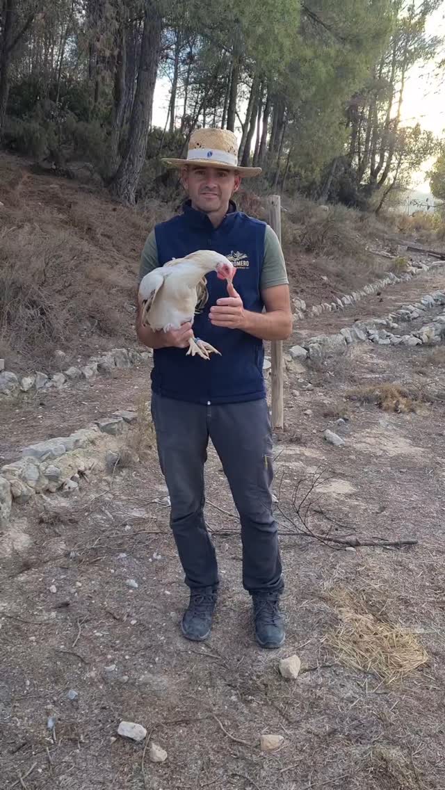 Hoy os enseñamos un poco de nuestra bonita Gallina Murciana 100% raza autóctona. Este ejemplar tiene 6 meses, por lo que su cresta aún no se ha desarrollado ni ha empezado a poner huevos, pero lo hará en breve. Pero sí que tiene ya los colores característicos de su raza.
Todas nuestras gallinas están anilladas con el año de su nacimiento y cada anilla lleva una numeración que es como el DNI de la gallina, con ese número se sabe su fecha de nacimiento, el lugar...etc. Muy importante para llevar un control de nuestros animales, sobre todo de los ejemplares con el sello 100% Raza Autóctona.
#gallinamurciana #gallinas razaautoctona #sello razaautoctona #huevosecologicos #gastronomiamurciana #fincaecologicaelromero