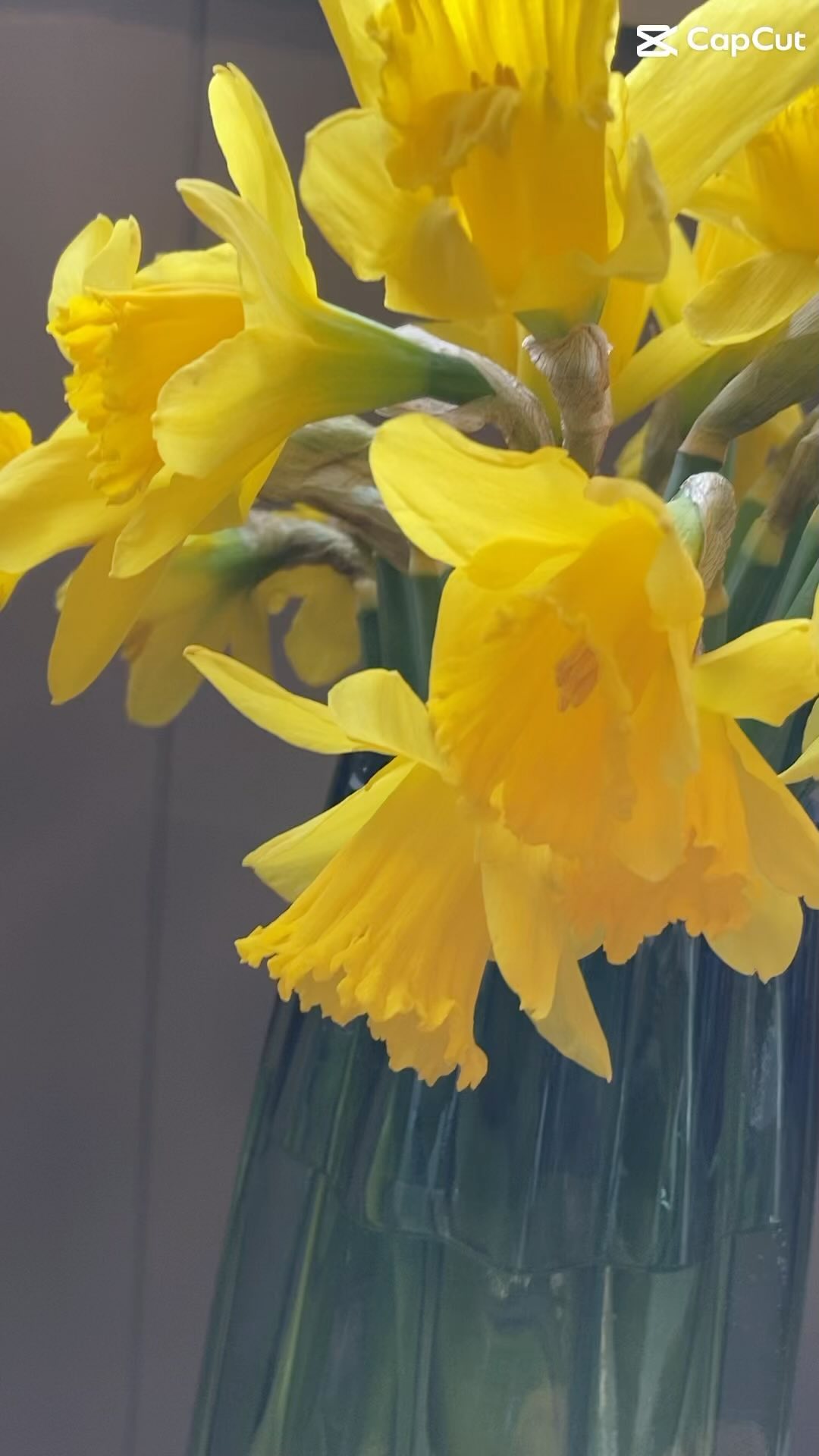Here at the Arrowtown Motel & Apartments we are proud to support the Cancer Society through Daffodil Day.
Let’s Bloom together for a brighter future!
#daffodilday #supportthefight #daffodils #Arrowtownmotel