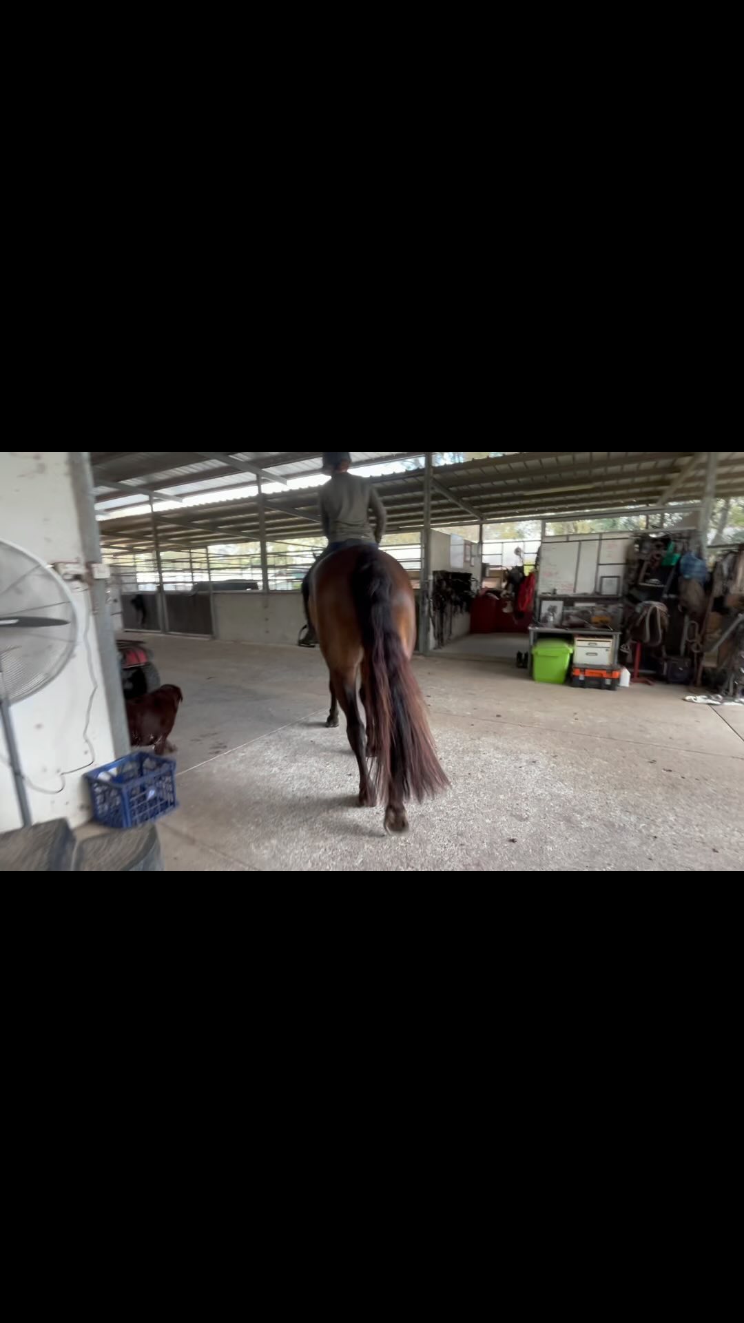 Fergus and his Chocolate guardians. He never goes trail riding without them☘️
