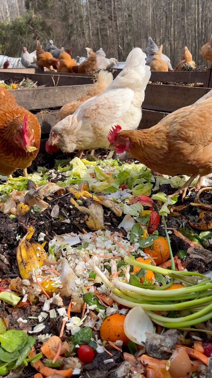 The salad bar will romaine open all winter 🐓We aim to peas! #lettuceeat
#compostbin #foodwaste #chickens