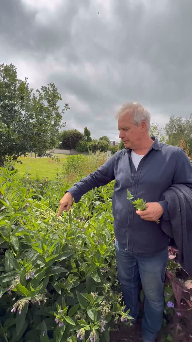 🌱 Today’s Workshop: the Comfrey Plant
Welcome! In today’s workshop, we’re exploring the Comfrey plant (Symphytum officinale) — a powerful herb with a long history of medicinal use and an incredible asset in any organic garden.
⸻
🌿 What is Comfrey?
Comfrey is a hardy perennial herb native to Europe and Asia, best known for its large, hairy leaves, bell-shaped flowers, and deep taproot system. It’s part of the borage family and can grow up to 120 cm tall.
⸻
🧰 What We’ll Cover Today:
1. Botanical Profile – How to identify comfrey
2. Medicinal Uses – Traditional uses and modern safety considerations
3. Soil and Garden Benefits – How it improves your garden
4. Making Comfrey Tea – Creating natural fertilizer
5. Propagation & Growing Tips – How to grow and manage comfrey
⸻
🩺 Medicinal Use (Traditionally):
• Used externally to treat bruises, sprains, and joint pain
• Contains allantoin, a compound that promotes healing
• ⚠️ Note: Internal use is not recommended due to liver-toxic compounds (pyrrolizidine alkaloids)
⸻
🌾 In the Garden:
• Natural Fertilizer: Chop leaves to make liquid feed (“comfrey tea”)
• Mulch & Compost Booster: Breaks down quickly and adds nutrients
• Soil Improver: Deep roots bring nutrients to the surface
• Pollinator-Friendly: Loved by bees and other beneficial insects
⸻
🌿 Growing Comfrey:
• Light: Full sun to part shade
• Soil: Moist, fertile, and well-drained
• Spacing: Allow room to spread or contain its roots
• Propagation: Best via root cuttings (crown division works too))#corkmigrantcentre #gardening #internationalgarden #nanonagleplace #communitygarden #ireland #garden #gardeningtips #funfacts