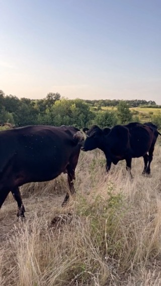 August at @grassfedangus #romania #grassfed #regenerativefarming #cleaneating