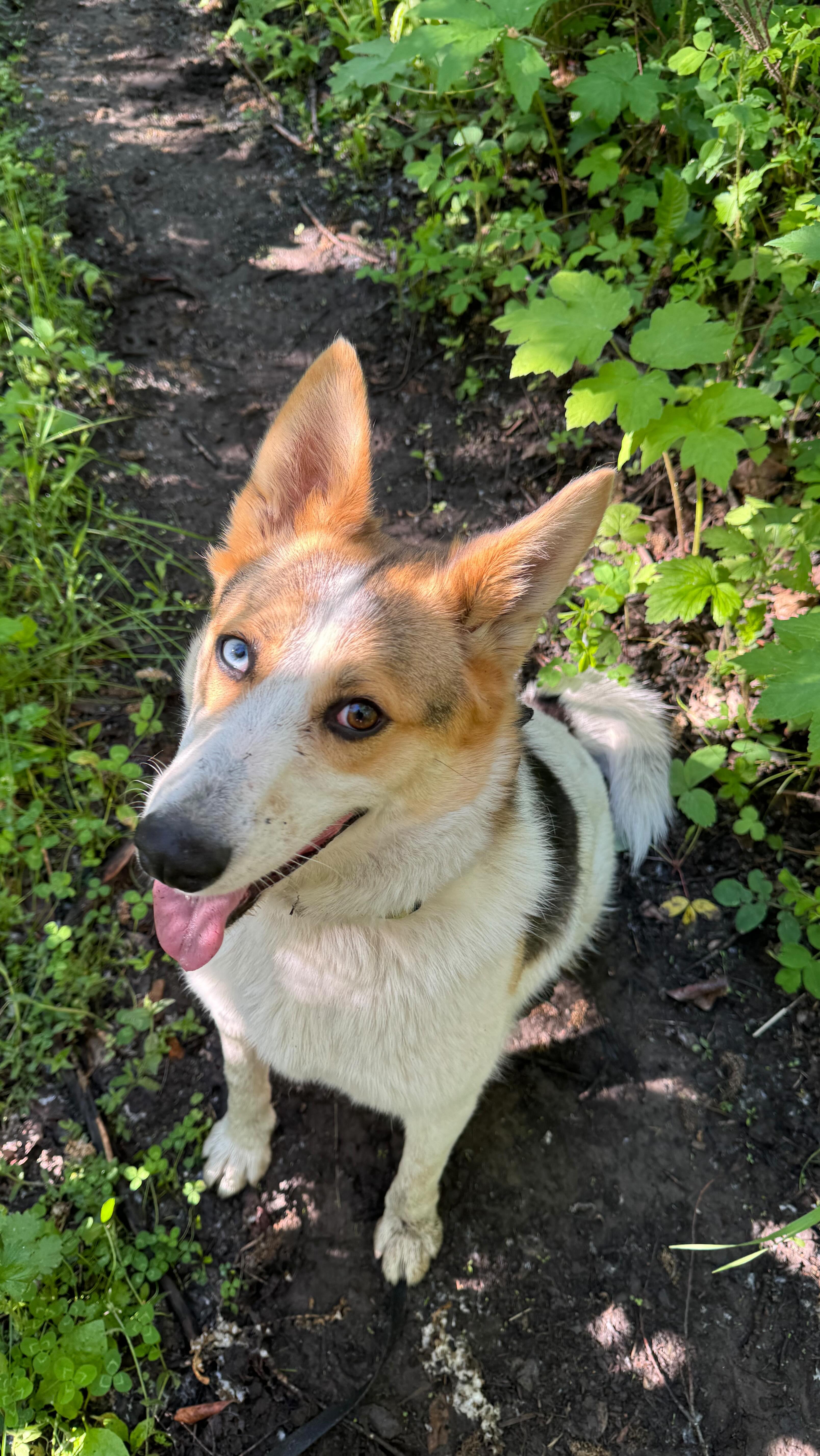 Our first walk of the day had a tagalong 💗
Hope everyone is enjoying our gorgeous long weekend!