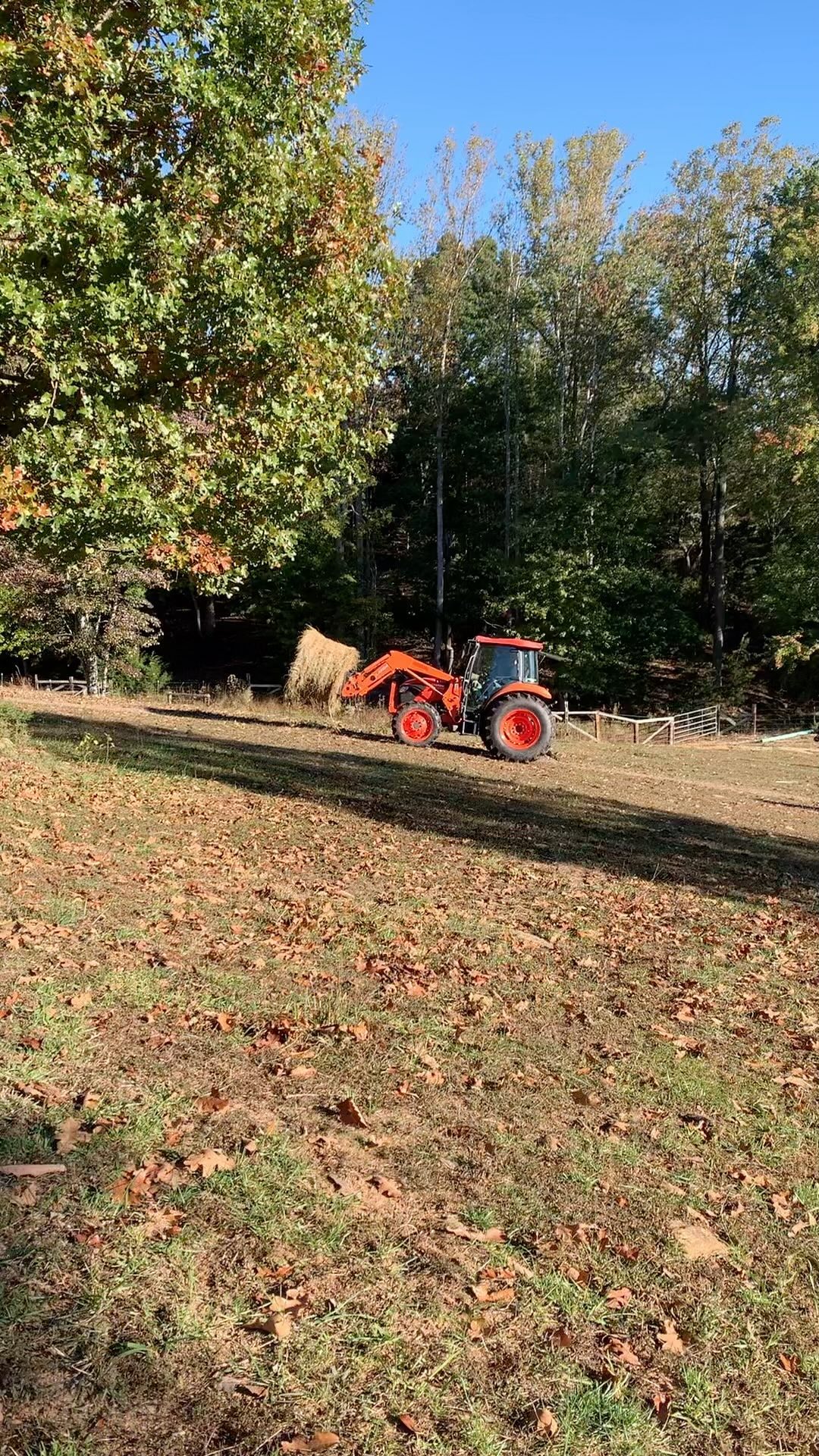 It’s fall y’all.
#clintscattle #akaushi #beef #gelbvieh #cattle #virginia #kubota #blackangus