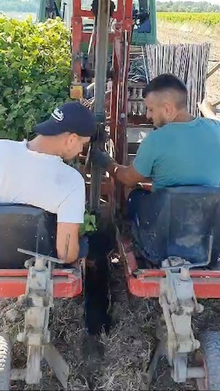 Plantation du premier cépage Blanc du Château Sainte Barbe : Merlot Blanc ! 🍇
Le Merlot Blanc produit des vins doux avec une finale vive. Contrairement au Merlot rouge, le Merlot blanc présente un niveau de tannins réduit. Ce type de vin se distingue par des arômes de mûre, de canneberge, de cerise douce, de prune mûre, d’écorce d’orange et de framboise.