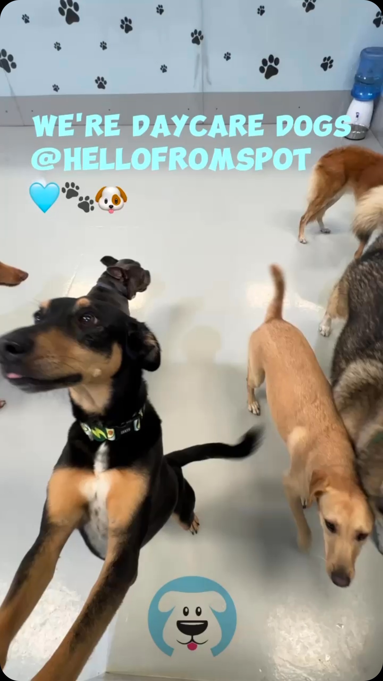 We are Dubai daycare dogs…🩵😂
.
.
#dubaidogs #dogsindubai #dubai #mydubai #dogs #nyc #hellofromspot #boarding #grooming #welovedogs #dogsofdubai #dubaidog #doggieboarding #doggiedaycare #doggieboarding #dogdaycare #dogdays #uaedogs #dxbdogs #everydayawesome #adoptdontshop #pethealth #petnutrition #happypup #dog