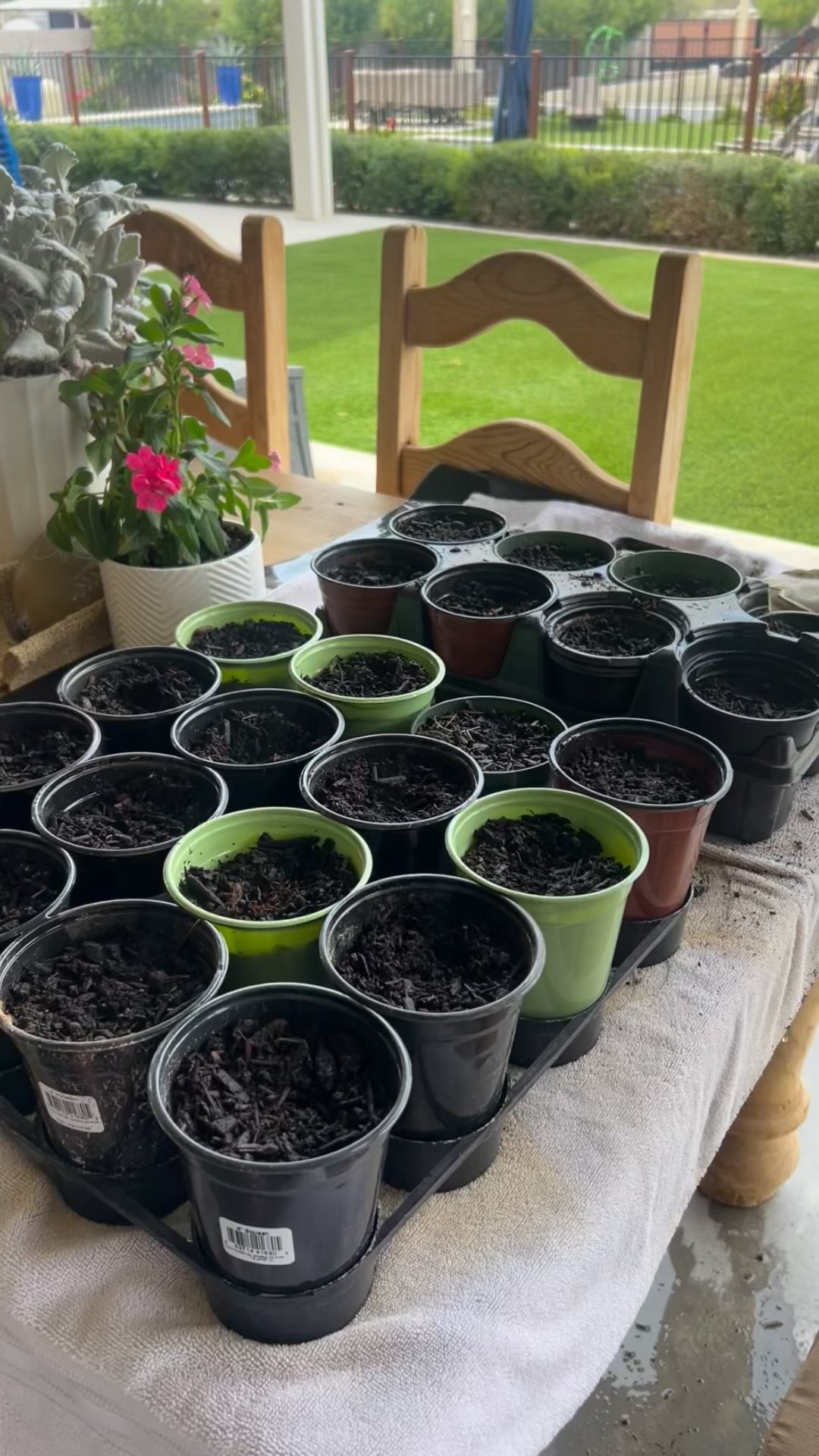 Why I like to use planting and gardening as a method of teaching …
The elements of earth are a natural CURIOSITY to children. When they put their hands in the soil and press a seedlings into the ground they receive a sense of OWNERSHIP and RESPONSIBILITY for something they are to care for. They begin to build a connection between NATURE & SELF. Tending the leaves, watering daily and taking the time each day to check on their plant encourages PATIENCE and RESPONSIBILITY.
At Loveland each child has their own gardening space where they get to choose what they want to plant. Direct through planting will begin in mid to late September.
I placed our fall Jack O’ Lantern seeds into individual 5” pots today. These pumpkins mature in 90 days …. Just in time for our Fall festivities.
Keep an eye out for our seedlings to sprout! If you would like more information about our preschool at Loveland or any of our other upcoming events click the link in our bio for more information. #gardenschool #outdoorschooling