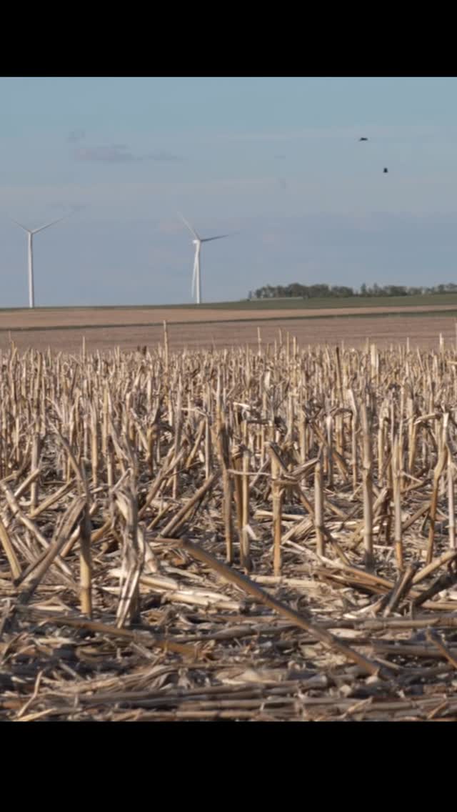 Decoy season is heating up! #coyotehunting #decoydog