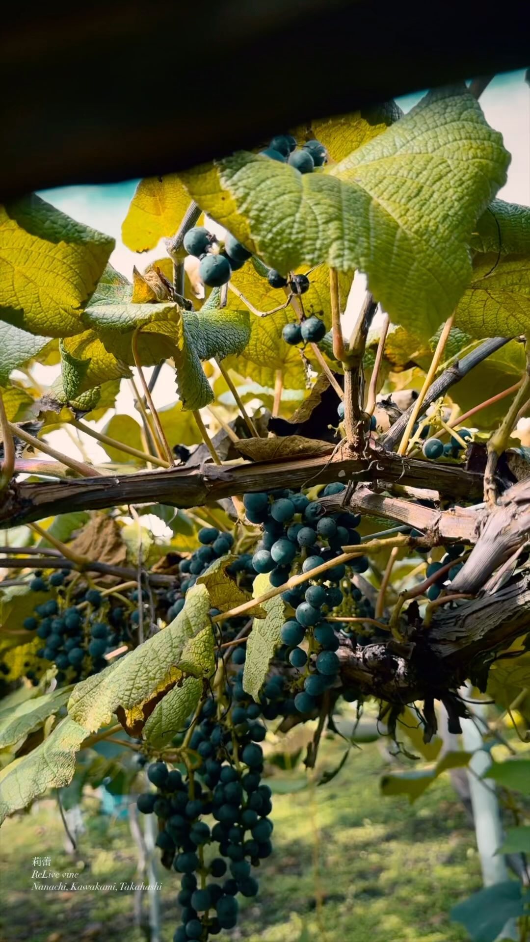 _Récolte de Yamabudo
ワインの修行が本格的に開始。
はじめてのヤマブドウの収穫。自然梢栽培の棚についたぶどうは色んな位置に。まだ蒸し暑いけれど、夕方には涼しい風が吹き始める。これから泊まり込みで仕込みと収穫の日々です。
The true journey with grapes begins. My first harvest of Yamabudo. The wild-trained vines bear fruit in every corner of the trellis. Though the heat lingers, a cool breeze starts to stir in the evening. From now, days of harvest and winemaking await, with nights spent close to the land.
【莉蕾|ReLive vine】
岡山県高梁市でぶどう農家をしている @itsuki_ll が、ワインの風景を歩んでいく日々を記録。現在樹齢と研修一年目。蕾から美しい花が生まれるように、いつの日か、この日々が、ワインやその先の風景に繋がっていくようにという祈りを込めて「莉蕾(りらい)」と名付けた。
ReLive vine with @itsuki_ll documents the daily life of a grape farmer in Takahashi City, Okayama, Japan, as they walk alongside wine. Currently in the first year of both vine age and training, the hope is to one day create grapes and wines that evoke the memory of the landscape. With a prayer that this will eventually lead to an unrecognizable landscape, the endeavor was named "ReLive vine".
#ワイン #農家 #醸造 #ぶどう #農業 #自然 #秋田犬 #甲斐犬 #岡山 #日本の風景 #Wine #Winemaking #Grapes #Farming #Nature #Akita #KaiKen #JapaneseLandscape #Vin #Vinification #Raisin #Agriculture #ChienAkita #ChienKai