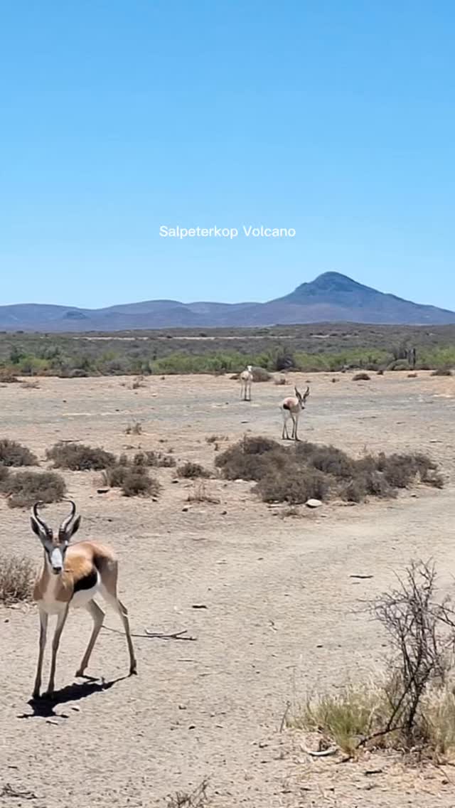 Salpeterkop rises quietly in the distance, a reminder of the Karoo’s ancient, fiery past.
Join us for a guided outing to this iconic peak and walk the same ground where lava once flowed.
You’ll learn about its geological story, take in views that stretch for miles, and feel that sense of wonder that only wide open space can bring.
It’s like a journey through time. Tap the link in our bio to book your spot. And remember, day visitors are always welcome!
#luxuryecotravel #darkskyreserve #travelsouthafrica #karoo #karoolife #karooaccommodation #hikingadventures #hikingsouthafrica #cheetahconservation #cheetah #sustainabletravel #stargazing #astrophotography #sutherland #astronomylover #wideopenspaces #natureescape #nightphotography #nightsky #astronomy #thisissouthafrica