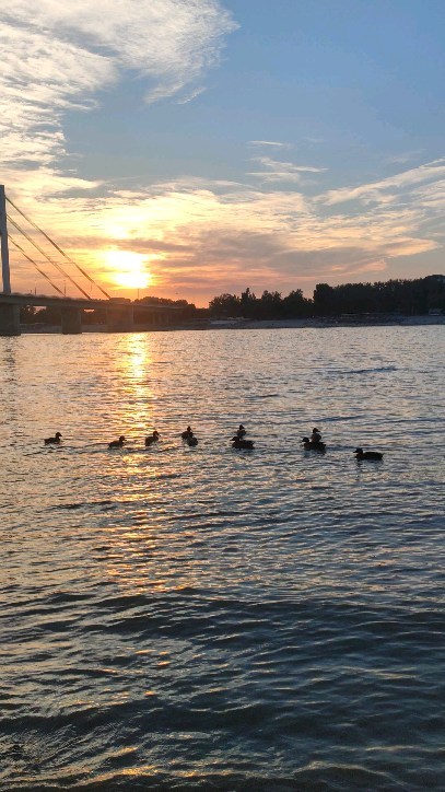 Uživajte u predivnom zalasku sunca sa pačićima 🌞🦆 u Danube Garden kući. Jedinstveni mir na obali Dunava u Novom Sadu.
Više info u DM📥
#kucanadan #dunav #danube #novisad #priroda #rentalhome