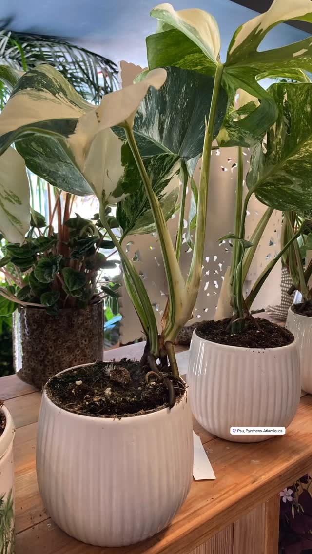 Mise en lumière de quelques plantes « collection » présentes en boutique actuellement.
Ce sont des plantes rares, souvent avec un feuillage « remarquable « .
Pour le shooting de ce matin, nous avons choisi les plus petites, mais il y en de treees grandes (visibles en vitrines).
NB: inversion: le Calathea est en fait une Maranta…🙏🏻
#orvegetal
#artisanfleuriste #plantesdecollection #fleuristepau