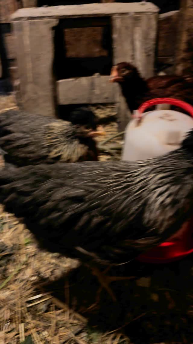 Maks flaks🤗 Det er en hane og 6 høner🤩 De blir tryggere og tryggere for hver dag - og jeg sitter litt sammen med dem hver dag. Men tror jeg må ha på arbeidshansker for å håndmate dem, for de hakket jammen hardt😅