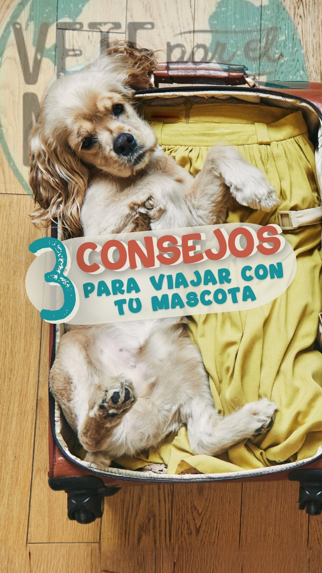 Este video es el que estabas necesitando para comenzar a planificar tu próximo viaje junto a tu mascota.
Los pasos a seguir son:
1⃣Investigá y planificá para conocer si el destino es viable para disfrutar junto a tu amig@ de 4 patas
2⃣Entrená y adaptá con paciencia a tu mascota de forma gradual
3⃣Asegurate de priorizar la comodidad y la seguridad de tu amig@ para evitar contratiempos
Con estos 3 tips seguramente van a disfrutar juntos de un viaje INOLVIDABLEEE🥰🥳
#veteporelmundo #veterinarioenlinea #viajarconmascotas #petfriendly #guiaparaviajar #mascotas #perrosygatos