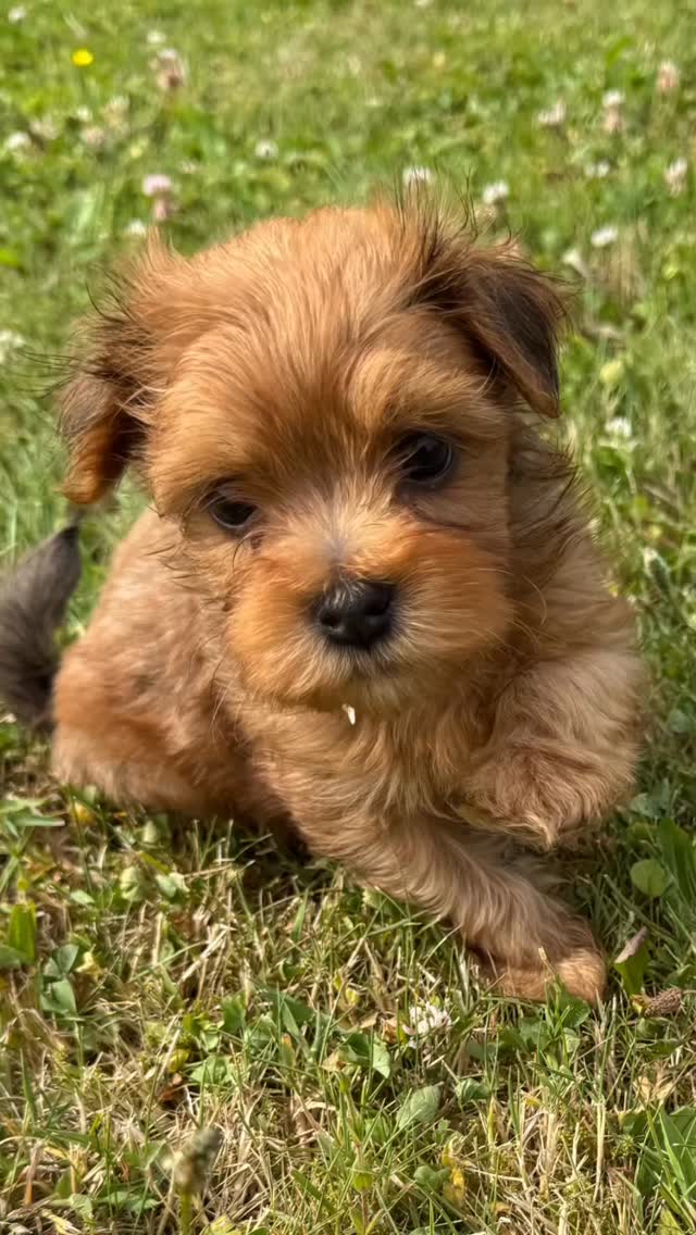 Emoji ##havaneselover #havanna #puppies #puppie #puppygram #puppielove #puppylife‘*. #welpenliebe #welpe #therapiehund #breeder #breeders
#breederlife #zucht#seelenhund#hundezucht
#niedersachsen#hannover#sehnde#züchterstolz
#stolzemami #zuchtmitherzundleidenschaft
#for#you#page#foryoupage#puppiesofinstagram#puppiesoftiktok#