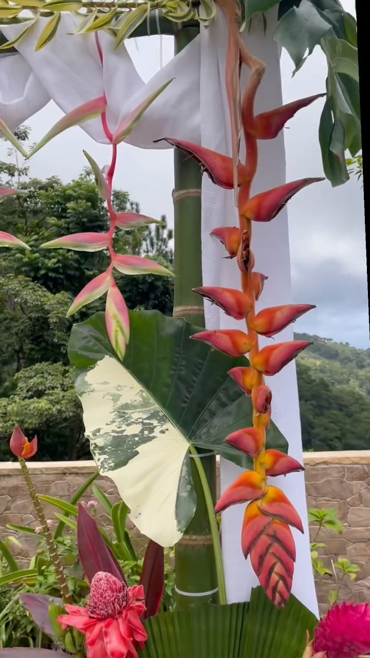Flower Fairy, just for the weekend🧚🏼♂️🪄For an intimate wedding where love meets the mountain and sea. 30+ tropical varieties featuring the best of the island’s flora, from 10 gardens. Joined ceramics to make the arrangement platters, something I’ve been daydreaming of.
Thank you to
@sanantoniofarmstt
@wasamakipermaculture
@ajoupagardens
@grosvenor_horticultural
@horticulturalsocietytt
@lavegaestate
@waterville.estate
my neighbour’s Chinese bamboo patch
With inspiration from @graceflowershawaii @wildbeeflorals @cultivatedbychristin the art of gathering & arranging