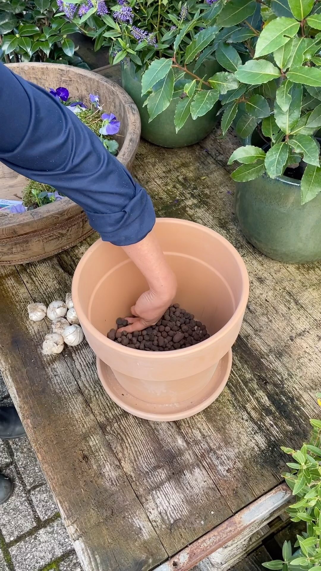 Aan de slag met je bloembollenpot 🌷
✅ Kies de pot: zorg voor een pot met goede drainagegaten zodat overtollig water weg kan.
✅ Laagje hydrokorrels: Begin met een laagje grind of hydrokorrels op de bodem voor optimale waterafvoer.
✅ Potgrond toevoegen: Vul de pot voor de helft met goed doorlatende potgrond. Dit geeft de bollen een voedingsrijke basis.
✅ Grote, later bloeiende bollen eerst: plant de grootste bollen, zoals alliums onderin de pot. Deze bollen bloeien later in het seizoen en geven je tuin een prachtige extra bloeiperiode.
✅ Meer potgrond: voeg een laagje potgrond toe zodat de volgende laag bollen net bedekt is.
✅ Middelgrote bollen: nu zijn de middelgrote bollen aan de beurt, zoals tulpen en narcissen, die iets eerder zullen bloeien.
✅ Laagje potgrond: bedek deze laag weer met een beetje potgrond.
✅ Kleine, vroeg bloeiende bollen bovenop: plant de kleinste bollen, zoals krokussen en sneeuwklokjes, bovenop. Deze zullen als eerste bloeien en het seizoen inluiden.
✅ Vul aan met aarde: Vul de pot tot net onder de rand met potgrond en druk het lichtjes aan.
✅ Top af met violen, daar groeien de bloembollen gewoon doorheen.
Zo heb je maandenlang een prachtig resultaat met afwisselende bloeiperiodes! 🌱🌸
#bloembollen #inpoten #lentetuin #tuinieren #Tuinliefde #DIYtuin #tuintips #groenevingers #tuininspiratie #tuingeluk #bloembollen #tulipa #tulp #narcis #violen #bloembollenlasagne #bloeiseizoen #bloembollen #natuurlijketuin @bloemoloog @dcm.organic