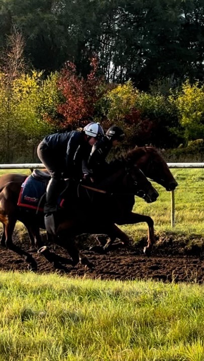 ❤️ #autumnmornings🍂🍁 #nationalhuntracing #teamsymonds #dasoncourt #redmillshorsefeeds #gundoggin