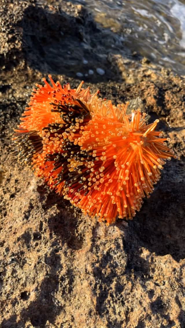 Not all art hangs in galleries. Some of it breathes, floats, and flutters. Our world begins here—with the beauty that nature effortlessly offers.
Handcrafted. Inspired by the wild. Sibylla Delphica.
#SibyllaDelphica
#TheMuseOfNature
#LuxuryCrafted
#InspiredByNature
#BohemianElegance
#ButterflyMoments
#ArtOfNature
#SlowLuxury
#NatureIsLuxury
#SeasideDreaming
#HandcraftedBeauty
#LuxuryAccessories
#NatureMuse
#EcoLuxury
#WhereArtMeetsNature