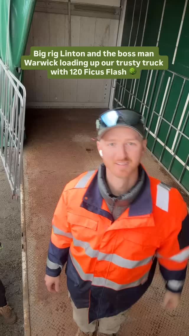 Da boys loading up the truck with 120 massive lush Ficus Flash!!! These advanced trees will add an instant impact to any landscaping project 🌳
The team will be working hard to get the next lot of Ficus Flash potted up to replenish this lot 😅🥵
.
.
.
#australianlandscaping #wholesaleplants #morningtonpeninsula #plantnursery #gardeningaustralia #gardensupplies
