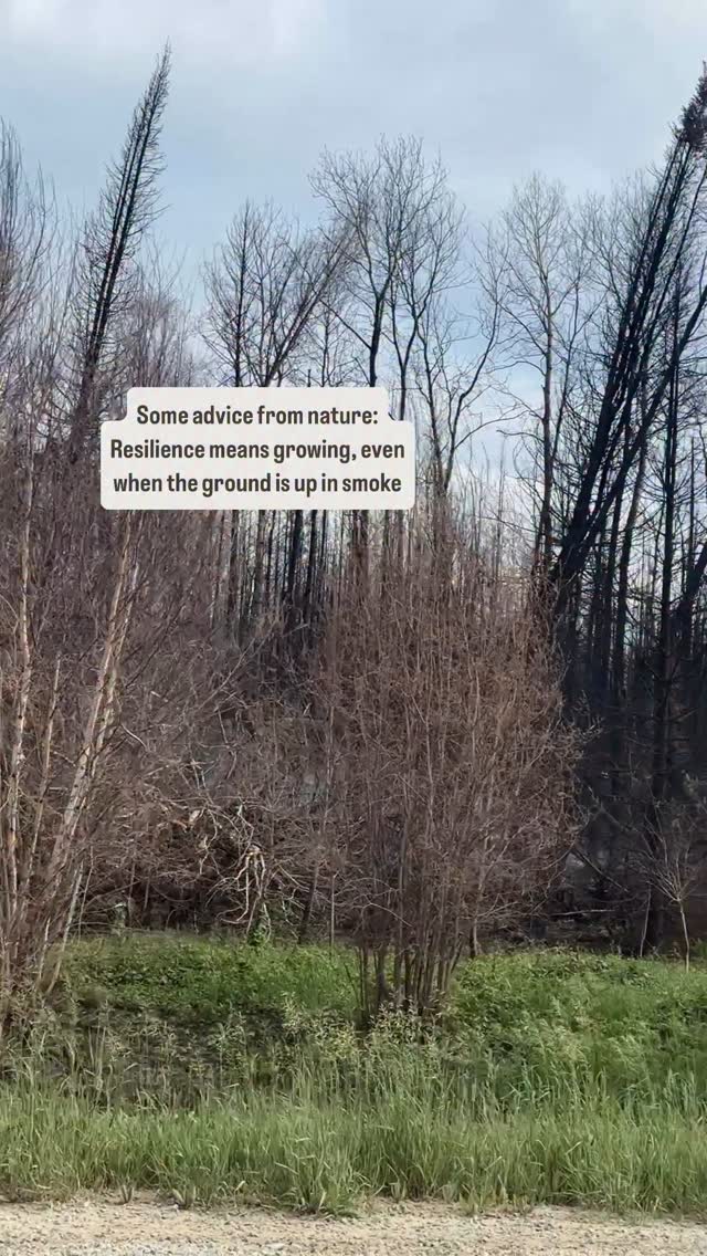Witnessing this post-fire landscape, where the ground still smokes yet new life is already greening just weeks later… is a stark reminder of the boreal forest’s natural, yet intensely powerful, cycles.
Fire is not just destruction here; it’s a vital reset button. The heat clears old growth, triggers the release of seeds from pine trees and allows sunlight to reach the forest floor! The ash also returns crucial nutrients to the soil, paving the way for those shrubs and tree seedlings you see emerging.
Our deepest gratitude goes out to the dedicated firefighters who bravely face these emergencies. Their courage is immense, and their efforts help protect lives and property. Please, let’s all do our part by always prioritizing fire safety and preparedness every time we step into the wilderness.
#forestfire #wildfire #outdooreducation #forestfiresmoke #fire #nature #natureheals #preparedness #landbased #survival #forest #borealforest #wilderness #firesafety #safetyfirst #outdoors #jordansprinciple #resilience