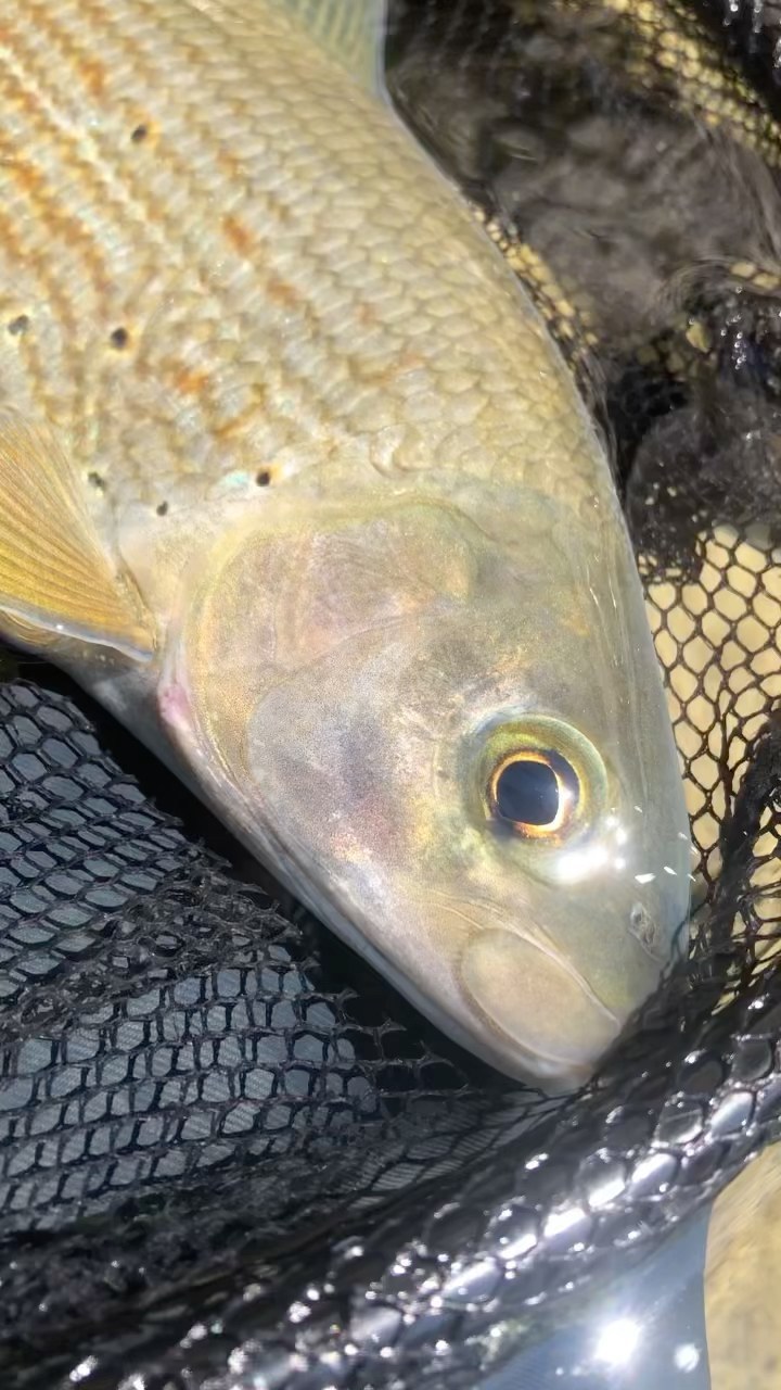 Il n’y a pas que les truites dans la vie, il y a les ombres aussi ! Un poisson que j’adore pêcher dans les courants, surtout les gros tontons plaqués sur le fond 😍. Les couleurs de l’ombre sont vraiment incroyables, ce poisson est majestueux !
L’une des méthodes les plus efficaces est de le pêcher en nymphe, la « Sorguaise » et la « Crème » m’ont permis de sortir des dizaines et des dizaines de gros ombres cette année 🙏😊
#peche #pêche #pecheur #troutfishing #troutpornnation #troutporn #troutbum #troutbums #trout #trouthunter #grayling #graylingflies #graylingfishing #fish #ombrecommun #angler #anglerlife #sud #passion #paysage #ouverturetruite #nokill #france #watercolor #photooftheday #truite #naturephotography #nature #naturelover