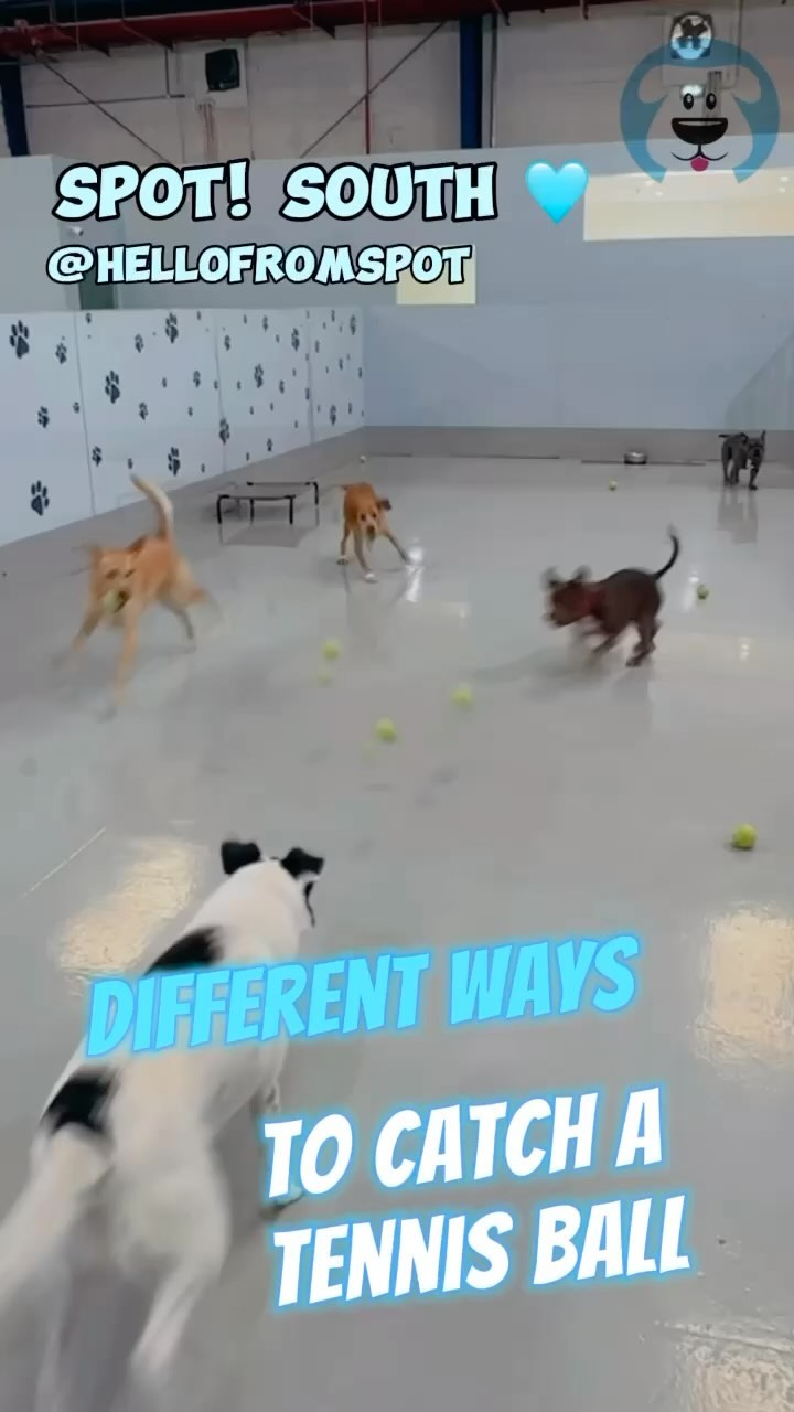 🩵 Balls 🎾 Balls 🎾 Balls 🎾 🩵
.
.
#dubaidogs #dogsindubai #dubai #mydubai #dogs #nyc #hellofromspot #boarding #grooming #welovedogs #dogsofdubai #dubaidog #doggieboarding #doggiedaycare #doggieboarding #dogdaycare #dogdays #uaedogs #dxbdogs #everydayawesome #adoptdontshop #pethealth #petnutrition #happypup #dog
