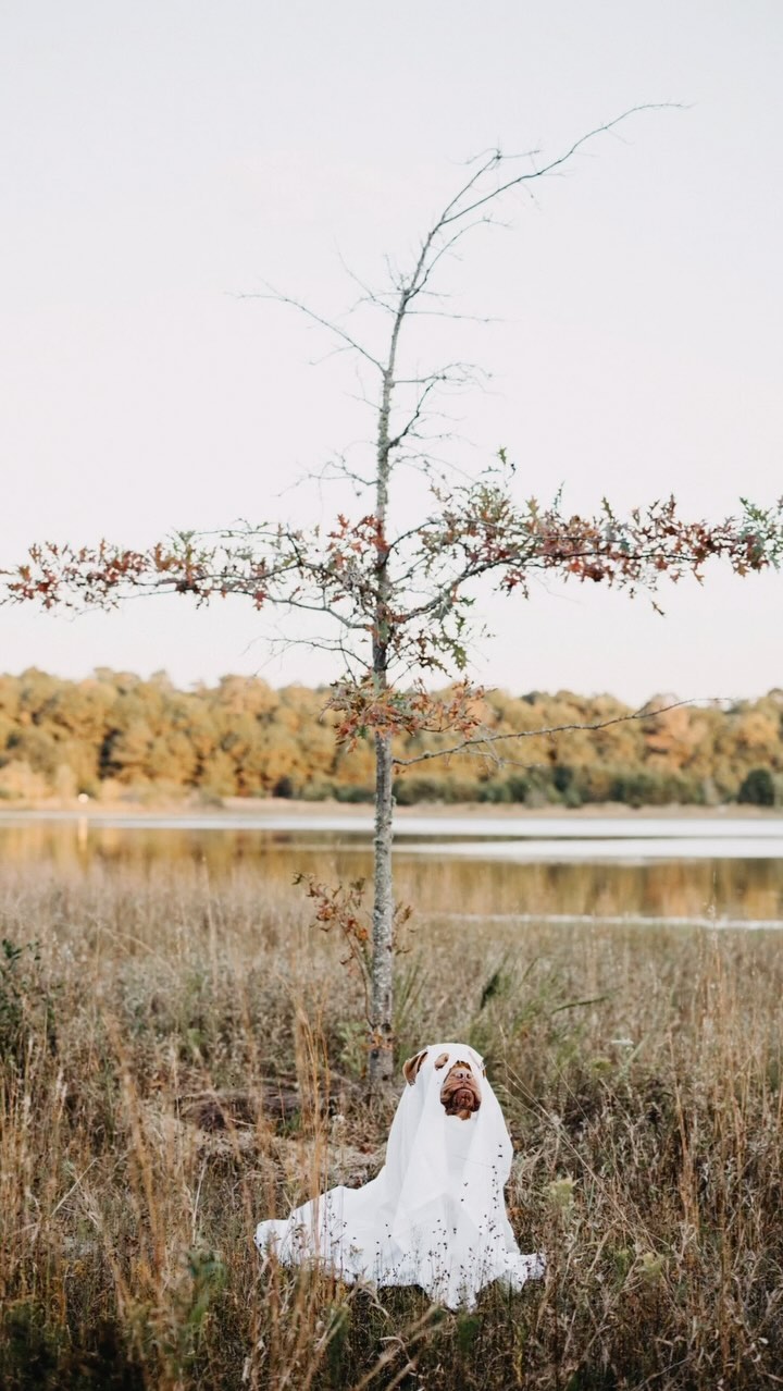 My friends got ghosted 👻👻 #shawnandharry #ghostdogtrend