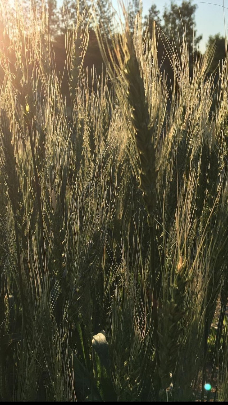 Growing heirloom rye on the homestead
#rye #heirloongrains #homestead #permacluture