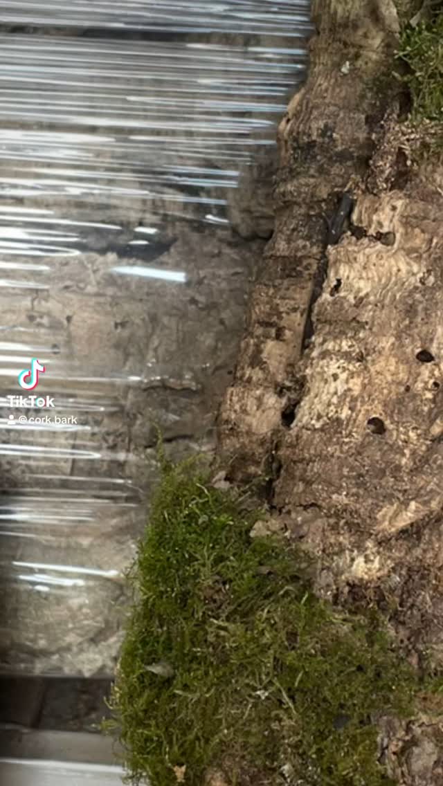 Moss cork refers to wall decor that uses both cork and preserved moss to create a natural and aesthetically pleasing design element. These are used to add texture, visual interest, and even sound absorption to a space.
Cork is a renewable and sustainable material, while the moss is preserved, meaning it doesn’t require watering or sunlight.
The combination of cork’s natural texture and the vibrant green of the moss creates a visually appealing and calming effect.
Moss has natural sound-reducing qualities, making these panels useful for reducing noise levels in rooms.
The use of sustainable and eco-friendly materials like cork and preserved moss makes these panels an environmentally responsible choice.
Moss cork items can be used in various ways, including creating wall art, adding texture to ceilings, or even being used as accents on furniture.
Preserved moss requires minimal maintenance, making it a practical and easy-to-care-for decor element.
Cork is used as a backing or base material, providing structure and support. The moss can grow naturally or can then applied to the cork, either by gluing or embedding it within the structure.
Various shapes and sizes are possible
- Adds a touch of nature and elegance to any space.
- Reduces noise levels and creates a more peaceful environment.
- Uses sustainable and renewable materials, reducing environmental impact.
- Requires minimal care and upkeep.
- Can be used in various settings and for different design purposes
#mossarium #moss #mossdecor #airplant #airplants #airplantsofinstagram #terrarium #scorkbark #biodiversità #natural #biology