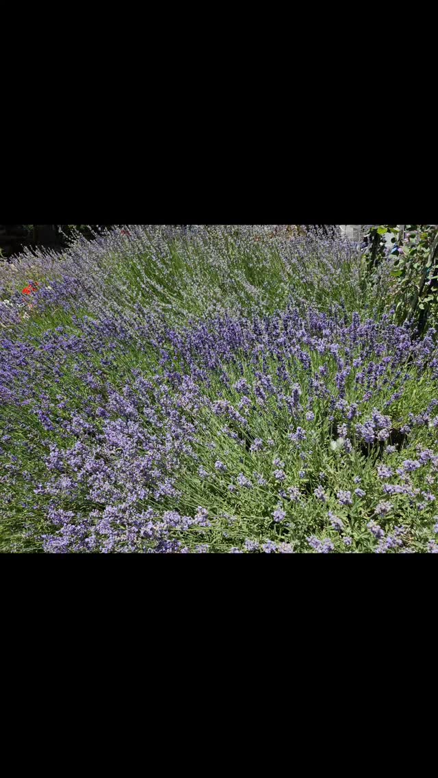 š Happy Lavender Fest!