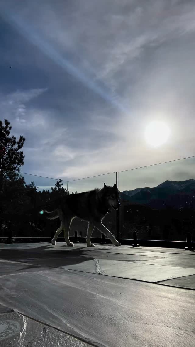 Whenever I go outside to practice, Yeti runs out and howls along 🐺 If I make him go inside, he sits at the door howling 😂#numberonefan
#bagpipes #bagpiper #bagpipesrock #bagpipesanddrums #bagpipers #bagpipemusic #alpinebagpiper #music #celticmusic #salida #buenavista #bagrock