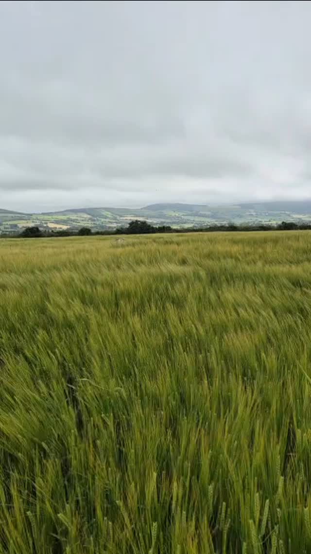 The proberbial wind that shakes our Barley.
Having sown Barley in the spring, it's been thriving in our balmy summer weather.
Quite zen watching the wind cause it to undulate and sway.