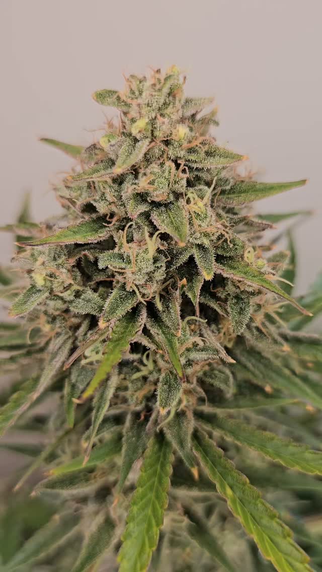 When your bonsai smells like it just peeled itself 🍊
This Super Orange Haze from @_mephistogenetics is a citrusy sativa bomb, dressed in trichomes and bursting with zing.
If your nose could high-five you, it would.
🌱 Grown with precision, pruned with love.
💸 Use code cannabonsai at checkout for 10% off at Mephisto!