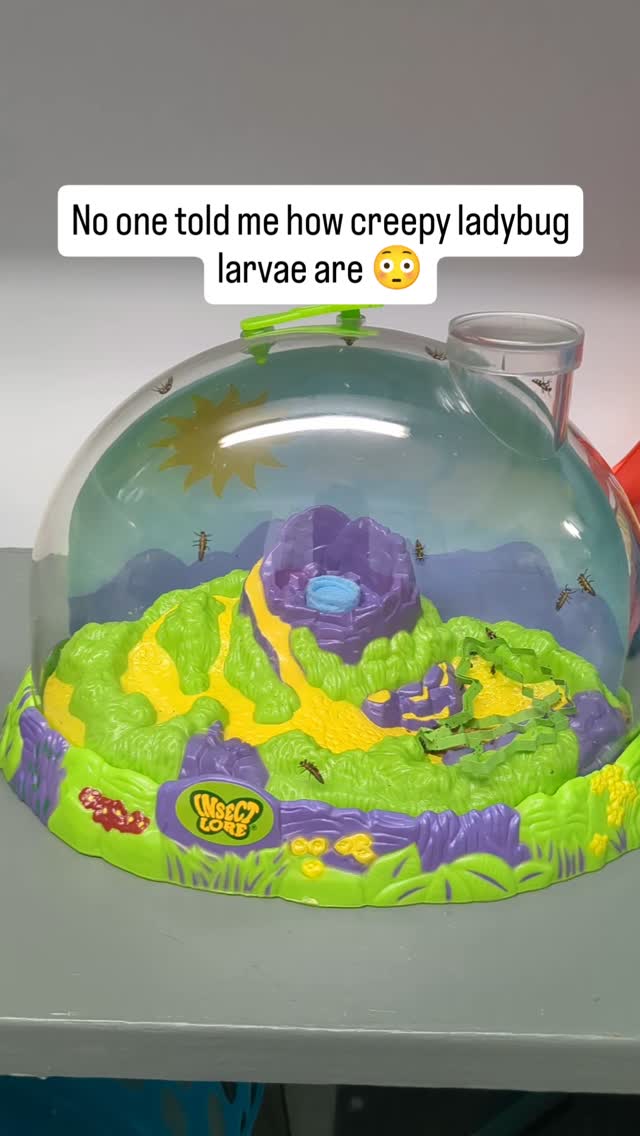 I know I've been silent on here, lately. To be honest, it's because lately I haven't had much time or energy for writing and don't have much to report! I've had some personal stuff developing and some health issues (if you're on my newsletter email list, you know the details!), and I've had to scale back the pace of my writing projects (and my social media posting) to make room for the rest I need and to ensure I still have time and energy for my family.
Life is still going, though, including our scaled-back summer learning (we school year-round, with breaks now) -- part of which includes this current hands-on study of insects. We are raising ladybugs and butterflies native to Florida, and plan to release them in our garden when they're ready. Educational? Absolutely! But no one prepared me for how absolutely creepy the ladybug larva look. I love ladybugs! But I've never seen a larva in person and I was not prepared. 😬😅 We're all learning something! Lol
I am back to work (very slowly) on Fate Rising, so for those of you who were following that story on Kindle Vella when it existed, or have been reading it inside my PirateCat Publishing portal before the story went on hiatus, there will be more episodes coming. I absolutely do not plan to leave it unfinished! I don't have an exact timeline yet as to when I will have new episodes ready, but I want you to know I am working on them. They will be going up inside PirateCat once I have them ready, and once the complete serial is written, I will also be editing it and reformatting it to publish as a trilogy of ebooks and paperbacks/hardcovers as I did the previous trilogy (Macchiatos trilogy) in the Leyward Stones series. I appreciate your patience with me as I work slowly but steadily toward my goals!
I love to get things done and check off ALL the lists, and I really do love writing and creating, so having to scale back on my working pace has been a bit discouraging for me... but it's absolutely what I need to do in this season of my life. Thank you for being here and for all your support. I'll keep you posted as I make progress!