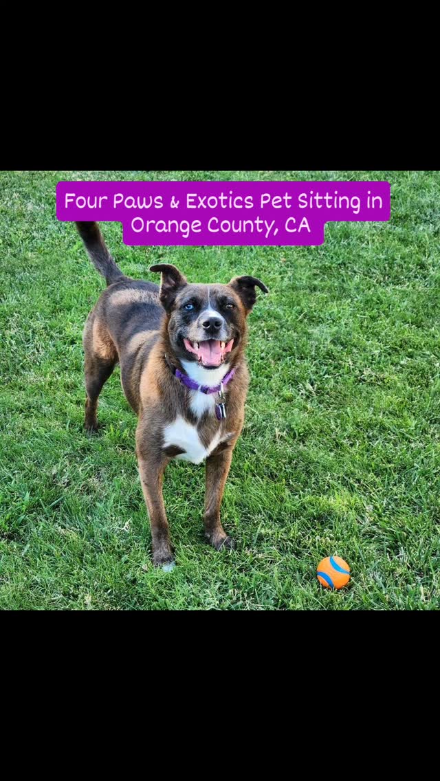 Meet Bowie, Kelbi, and the freshwater and tropical fish! Their family went on a 2-week vacation out of the country and asked me to care for them during the day and stay overnight and booked the Midday Visit with Overnight Stay service.
Leading up to their 2-week vacation, they booked the 60-Minute Visit twice a week for 3 months, so Kelbi and Bowie would be comfortable and at ease with me by the time their family went on vacation. Kelbi and Bowie are super friendly and energetic dogs with big personalities! During my visits, I took them on walks, played in the backyard, kept them engaged with dog puzzles and dog toys, and gave them plenty of belly rubs! I also provided care for the freshwater and tropical fish. Thank you @rahman.lyndsey!
Check out my website for more details on my in-home pet sitting and private dog walking services by visiting www.fourpawsandexotics.com. Contact me at (949) 510-3877 or info@fourpawsandexotics.com. #petsitting #dogwalker #orangecountypetsitter #petsitter