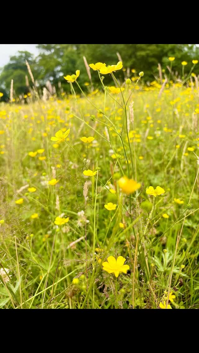Happy Hearts & Birthday Surprises 🥳🎂💕
#birthdayideas
#outdoorbirthday
#childrensbirthday #happybirthday #kidsbirthdayparty #fyp #warringtonbirthdayideas
#farmbirthday #alpacawalking
#pettingfarm #warringtonfarm #warringtonalpacas #woodlandsalpacafarm