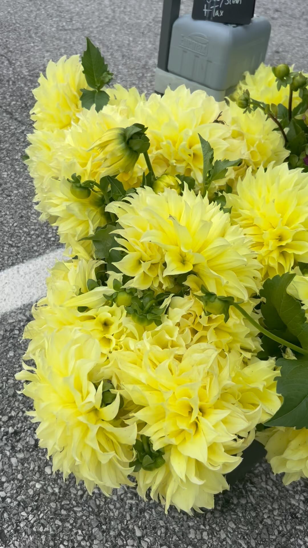 Happy Labor Day! We’ve got Blooms for your weekend celebrations. We’ll be at both the Clarke County & Old Town Alexandria Farmers Markets today until noon. #walkingwindfarmandflorist #clarkevafarmmkt #oldtownalexandriafarmersmarket #berryvilleva #clarkecountyva #oldtownalexandria