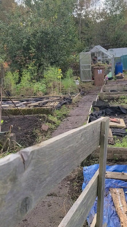 Timelapse of day 6! It's been a busy one!
We have covered another 2 1/2 beds, Nath has built up the frames of 2 beds that were falling apart, pulled out a few trees & brambles that were starting to settle in the beds too, given the olive tree a trim, tidied the greenhouse, found another path too, filled up the compost bin.
Plant progress - garlic has sprouted and the green manures are coming along to stop the weeds coming through.
Still waiting for the manure to be delivered so hopefully that will arrive next weekend!
#allotment #allotmentuk #allotmentlove #allotmentlife #gyo #growyourown #growyourownveg #growyourownfood