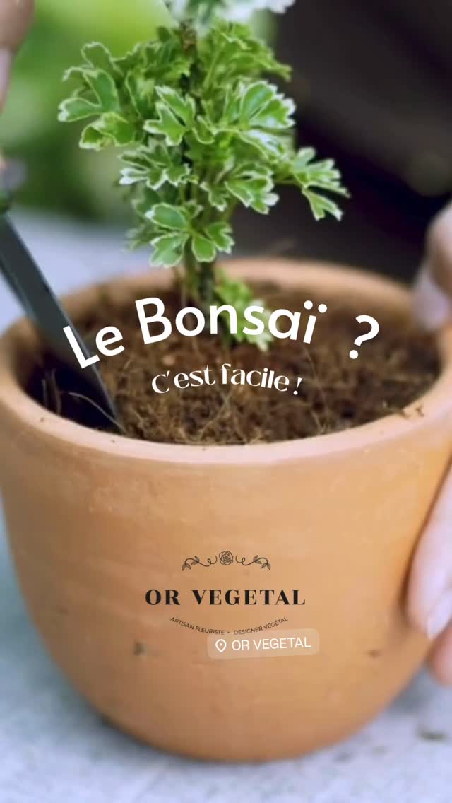 Arrivage de bonsaïs cette semaine : de toutes les formes et plusieurs variétés différentes :
Juniperus , Metasequoia, Sageretia, Azalée, Orme de Chine, Xanthoxylum, Érable, Pyracantha
#orvegetal #artisanfleuriste #fleuristepau #bonsais #vegetalforever #artisanfleuristepau #paumaville☀️
