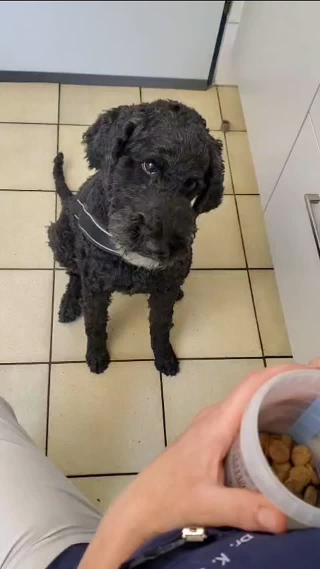 Dies ist die Hündin Enni, die wir schon seit Welpenalter betreuen. Sie hat mir heute mal wieder auf ihre ganz besondere Weise "Guten Tag" und "Auf Wiedersehen " gesagt😂
Ich liebe es❤️