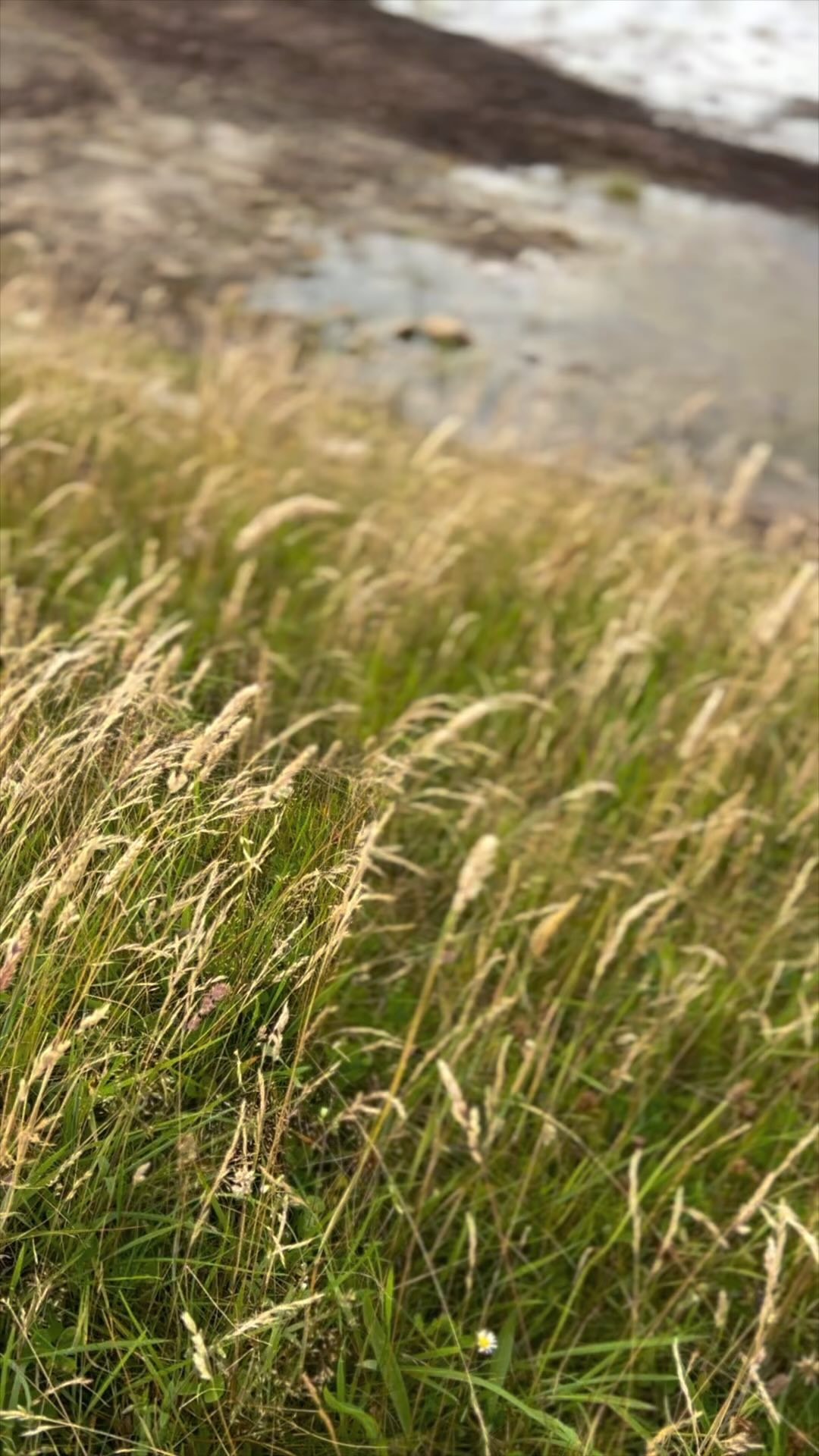 Hopefully, next year we will have a beautiful, natural swimming pond for guests at the house. We are hard at work this week lining our lochan with clay. Now, in the summer, it goes a little shallow but with the clay we hope to make it deep enough for an amazing swimming experience.
#exclusiveholiday #visitscotland #familygatherings #dunnethead #luxuryscotland #dunnethead #houseofthenortherngate #scotishhighlands #caithness #activeholiday #naturalswimmingpool