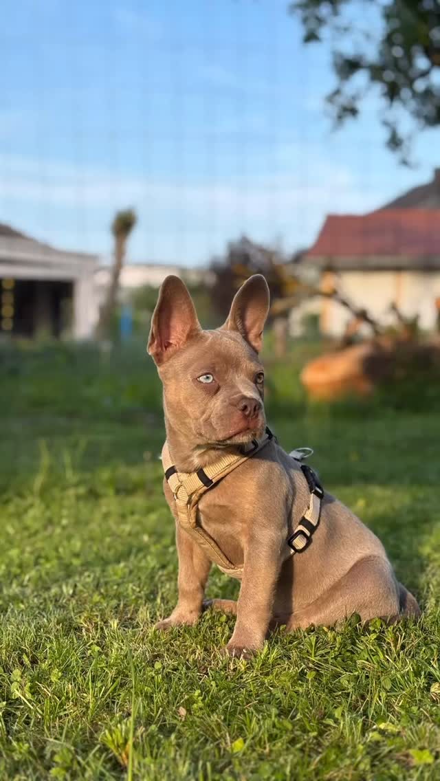 Minoa 😍🙏
Ich komm einfach nicht klar – wie schön kann ein Hund bitte sein?! 🥹❤️
Diese lange Nase, die lange, bewegliche Langrute – richtig Retro-Vibes, genau so wie wir es lieben.
Und trotzdem so bullig - wartet nur ab, bis sie gross ist… 😎🔥
Die Menschenmama von Minoa hat mir damals Bilder von Herkules und Dynamite geschickt und meinte, sie wünscht sich genauso eine. 🥹
Und ich glaube, wir haben es ziemlich auf den Punkt gebracht 💯. Dynamite 💥 ist ihr Vater und obwohl sie mit Herkules nicht verwandt ist – sie sieht ihm zum Verwechseln ähnlich. 😍
Wer sieht auch die Ähnlichkeit zu Herkules? 🥰❤️
#alphabully #retrofrenchie #huskyfrenchie #sportlichebulldogge #französischebulldoggen #bulldoggswithnoses #bullymitnase #healthyfrenchie #frenchiesofinstagram #sportlichefrenchies #nasenbär #französischebulldogge #französischebulldoggedeutschland #französischebulldoggeschweiz #bullysmitnase #frenchiebreeder #bulldoggezüchter