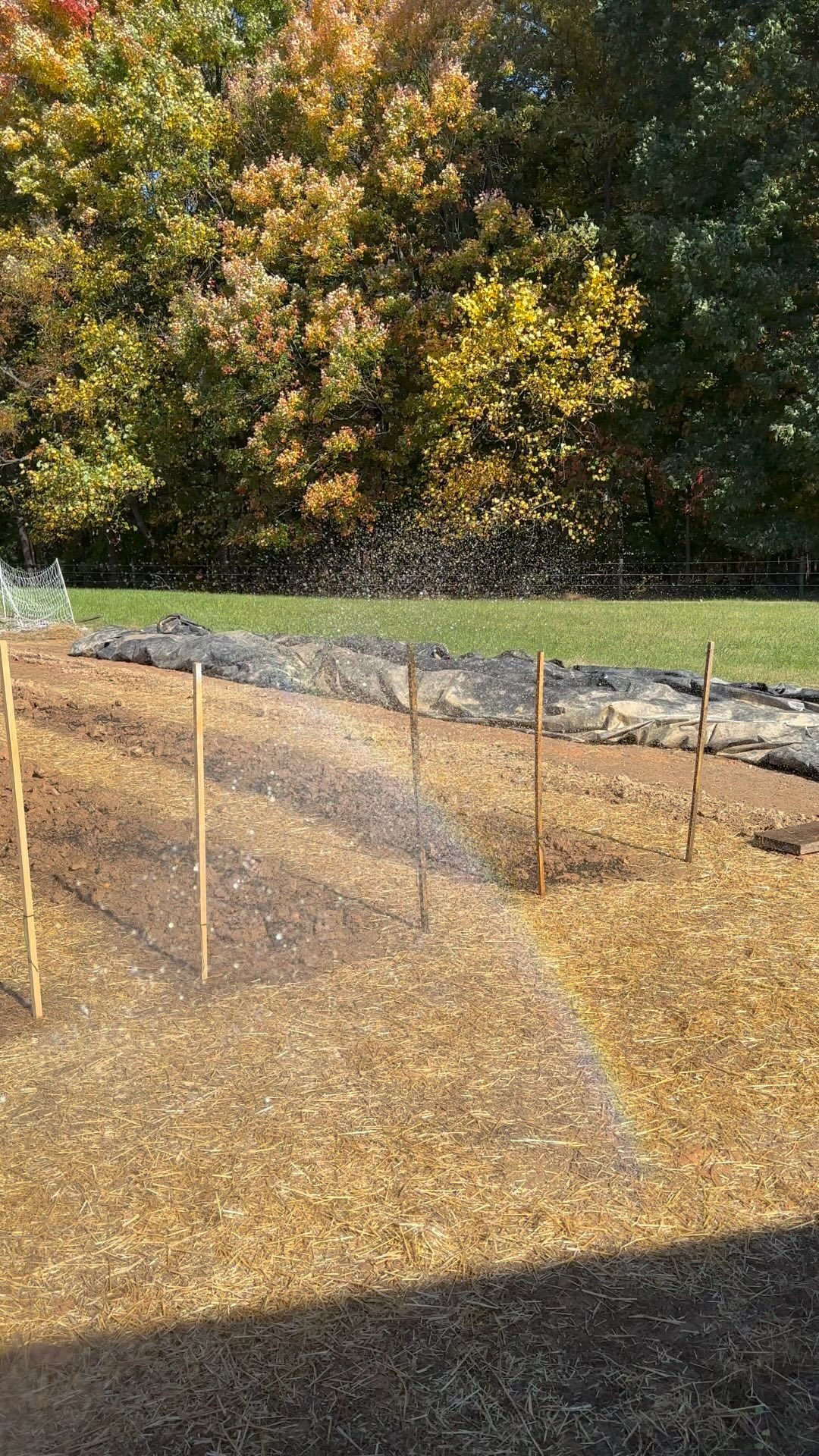 Trying new things this fall! Instead of the laborious wood chip pathways, I’m going to try greenways in this area. This is a new plot that had been under silage to kill the existing weeds and grass. This area can get wet if we have downpours (of which we had several this past season) my hope is the grass will help with those rare but intense stormy conditions. I planted it up with an array of non creeping slow growing Tall Fescue, annual rye in between the rows and cover crop peas in the rows that have been broadforked and are ready to go!! Could I be kicking myself next year?? MAYBE! But we gotta keep learning and adjusting!
#newthings #tryit #green #pathways #flowerfarm #covercrop #fall #foliage #alwaysbelearning #growing