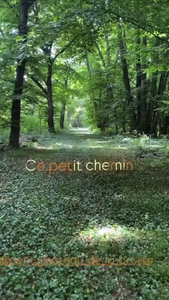 #lepetitchateaudelabrosse #cepetitchemin #maisondhôtes #balades #baladesenforêt