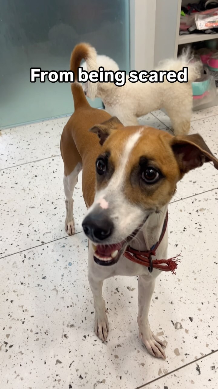 Tuffy was scared when he came to us ! Coz mew place new people but slowly he was playful and so relaxed around our babies❤️❤️
#mumbaipetslovers #trendingreels #indielove #indiedogsofinstagram #mumbaipets #petstudio #dogsofinstagram #instagram #trendingaudio