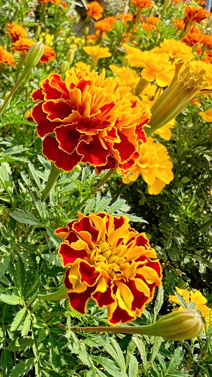 Nothing says vibrant like the stunning Marigold French Hotpack Mix blooming in full glory! 🌼✨ Our pots are brimming with these bold and beautiful blooms, adding a splash of color and joy to our space. Perfect for gardens and pots alike, these marigolds are a showstopper in any setting. Check out how beautifully they’re flourishing right now! 🌿💛 #MarigoldMagic #FrenchHotpackMix #GardenGoals #BiocarveSeeds