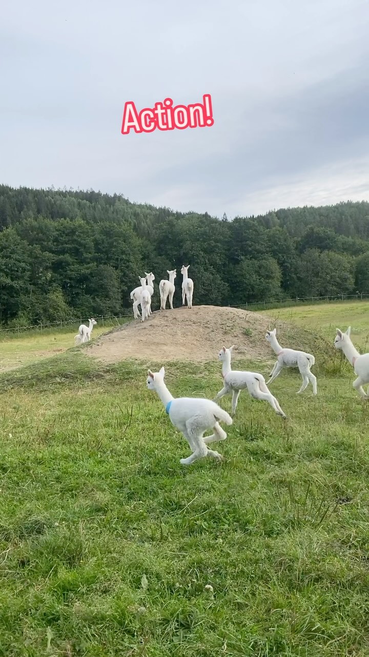 Action!
#alpakka #alpakkaenghaugen